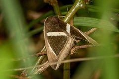 Chalciope mygdon
