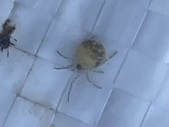 Araneae