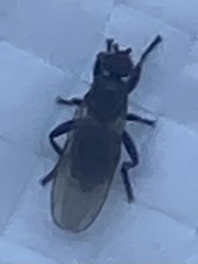 Diptera
