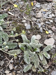 Argentina tugitakensis