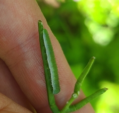 Anthocharis cardamines