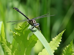 Phanogomphus quadricolor