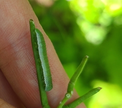 Anthocharis cardamines