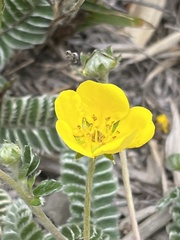 Argentina tugitakensis