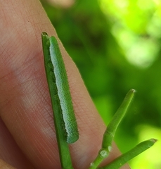 Anthocharis cardamines