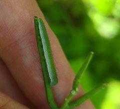 Anthocharis cardamines