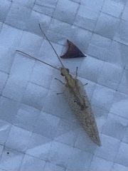 Insecta
