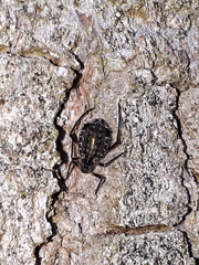 Cinara confinis