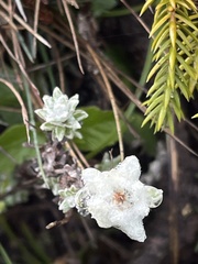 Leontopodium microphyllum