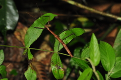Exocnophila