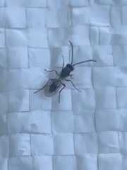 Insecta