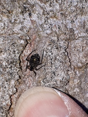 Cinara confinis