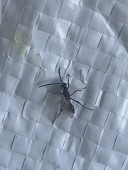 Insecta