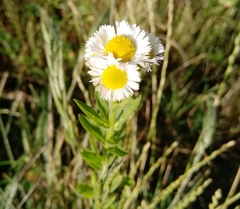 Erigeron annuus