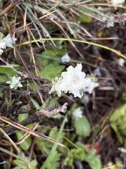 Leontopodium microphyllum