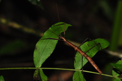 Exocnophila