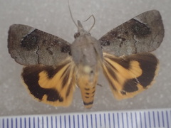 Hypocala guttiventris