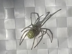 Araneae