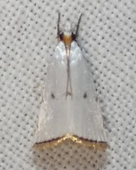 Argyria gonogramma