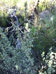Cliffortia carinata