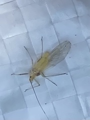 Insecta