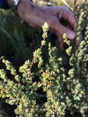 Cliffortia carinata