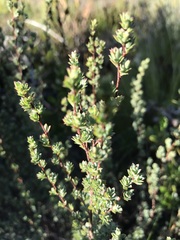 Cliffortia carinata