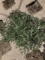 Artemisia sieversiana