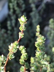 Cliffortia carinata