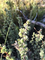 Cliffortia carinata