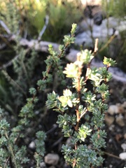 Cliffortia carinata