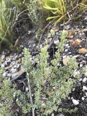 Cliffortia carinata