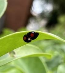 Coelophora biplagiata