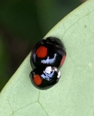 Coelophora biplagiata