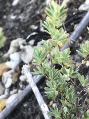 Cliffortia carinata