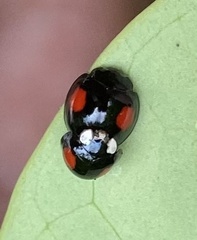 Coelophora biplagiata
