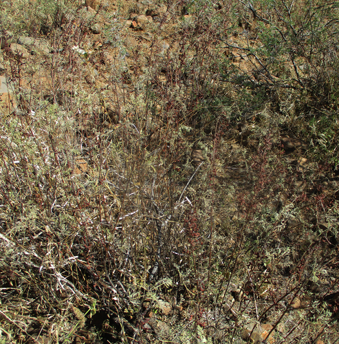 Indigofera cryptantha subsp. cryptantha image