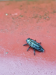 Chrysomela vigintipunctata