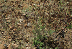 Indigofera cryptantha subsp. cryptantha image