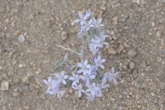 Eriastrum eremicum eremicum