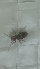Insecta