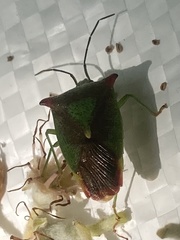 Acanthosoma haemorrhoidale