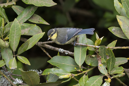 Herrerillo canario (Cyanistes teneriffae)