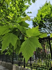Magnoliopsida