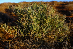 Ruschia subpaniculata