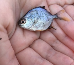 Trachinotus falcatus