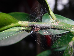 Carrhotus coronatus