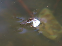 Gerris latiabdominis