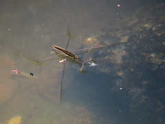 Aquarius elongatus