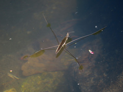 Aquarius elongatus